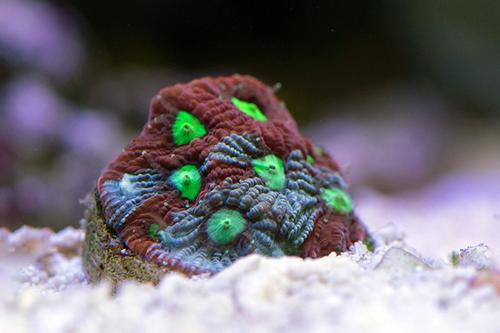 picture of War Coral Aquacultured Frag                                                                          Favites pentagona