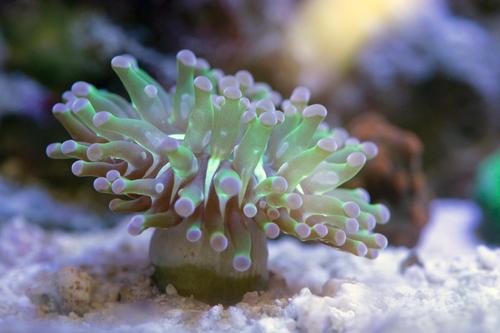 picture of Green Frogspawn Coral Aquacultured Frag                                                              Euphyllia divisa