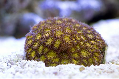 picture of Orange Eye Leptastrea Coral Aquacultured Frag                                                        Leptastrea sp.
