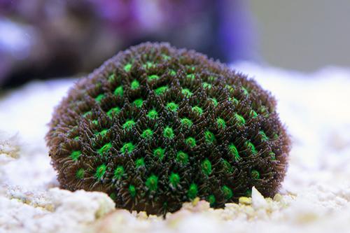 picture of Green Eye Leptastrea Coral Aquacultured Frag                                                         Leptastrea sp.