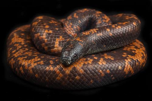 picture of Calabar Burrowing Python Med                                                                         Calabaria reinhardtii