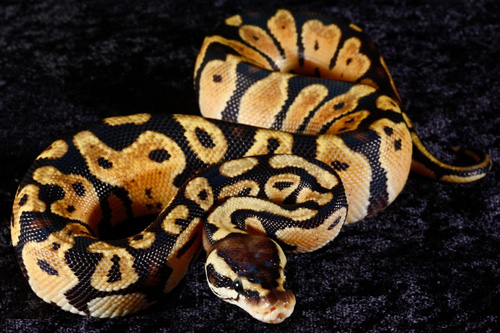 picture of Pastel Ball Python Male Sml                                                                          Python regius