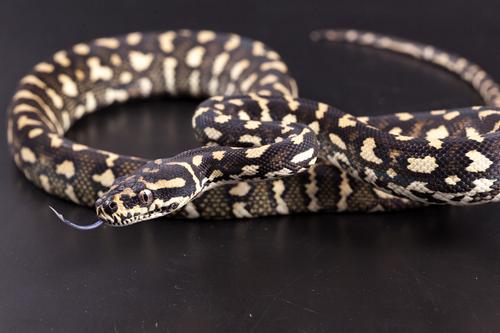 picture of Jungle Carpet Python Sml                                                                             Morelia spilota cheynei