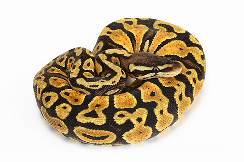 picture of Pastel Ball Python Female Sml                                                                        Python regius
