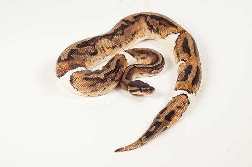 picture of Pied Ball Python Male Sml                                                                            Python regius