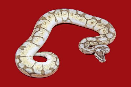 picture of Lesser Spider Ball Python Male Sml                                                                   Python regius
