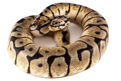 picture of Bumblebee Ball Python Male Sml                                                                       Python regius