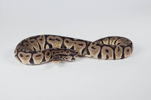 picture of Super Pastel Ball Python Male Sml                                                                    Python regius