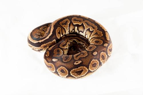 picture of Black Pastel Ball Python Male Sml                                                                    Python regius