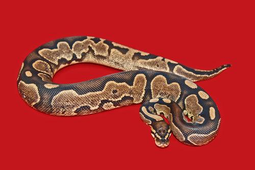picture of Calico Ball Python Male Sml                                                                          Python regius