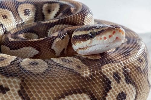 picture of Mojave Pastel Ball Python Female Sml                                                                 Python regius