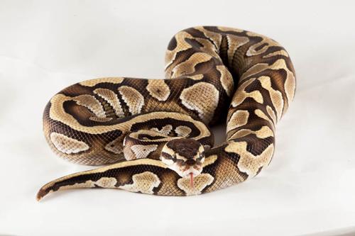 picture of Butter Ball Python Male Sml                                                                          Python regius