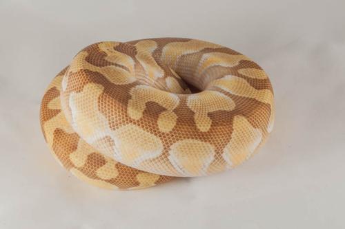 picture of Enchi Lesser Ball Python Male Sml                                                                    Python regius
