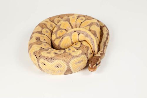 picture of Banana Ball Python Male Sml                                                                          Python regius