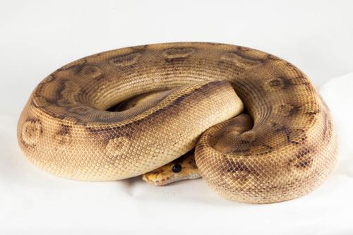 picture of Champagne Ball Python Female Med                                                                     Python regius