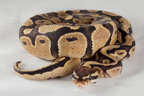 picture of Fire Ball Python Female Lrg                                                                          Python regius