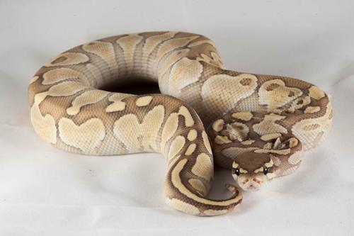 picture of Hypo Lesser Ball Python Male Lrg                                                                     Python regius