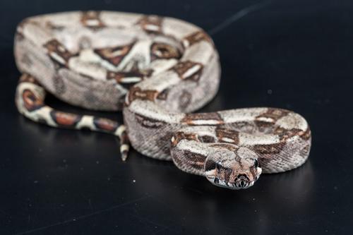 picture of Colombian Red Tail Boa Sml                                                                           Boa constrictor