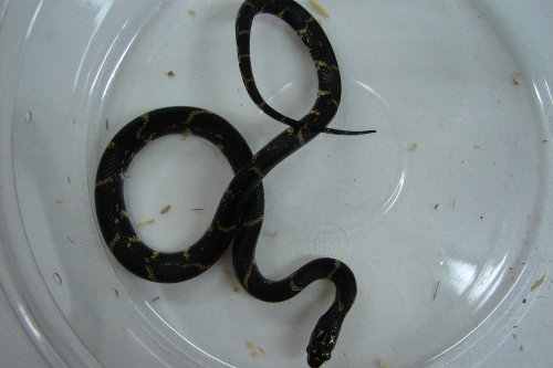picture of Eastern Chain Kingsnake Sml                                                                          Lampropeltis getulus getulus