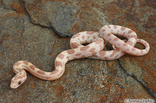 picture of Butter Cornsnake Sml                                                                                 Pantherophis guttatus