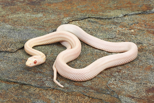 picture of Striped Snow Cornsnake Sml                                                                           Pantherophis guttatus