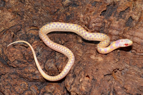 picture of Albino Checkered Garter Snake Sml                                                                    Thamnophis marcianus 'Albino'