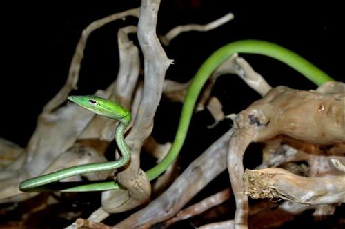 picture of Asian Vine Snake Med                                                                                 Ahaetulla prasina