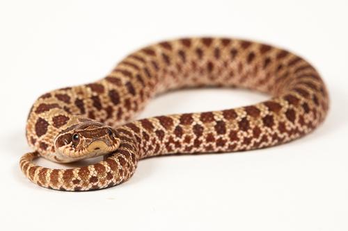 picture of Western Hognose Snake Sml                                                                            Heterodon nasicus