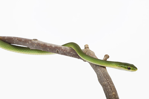 picture of Green Snake Med                                                                                      Opheodrys aestivus