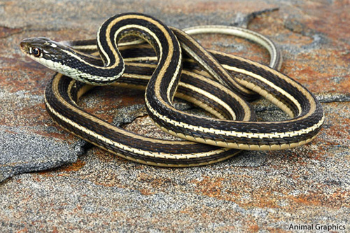 picture of Eastern Ribbon Snake Sml                                                                             Thamnophis sauritus