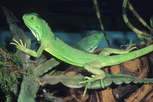 picture of Green Iguana Sml                                                                                     Iguana iguana