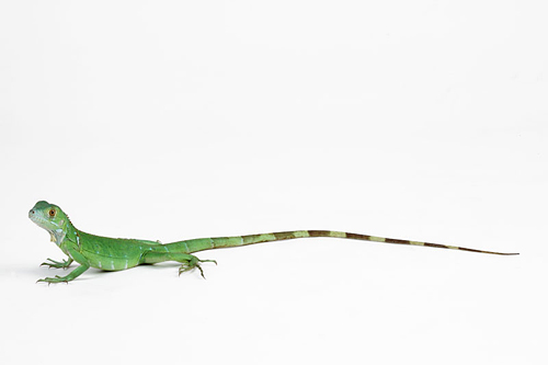 picture of El Salvador Green Iguana Bby                                                                         Iguana iguana