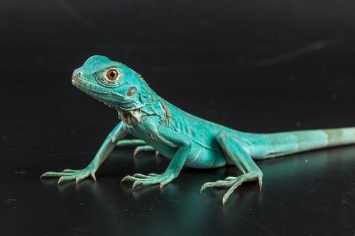 picture of Blue Iguana Sml                                                                                      Iguana iguana