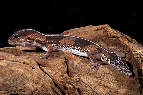 picture of African Fat-Tail Gecko Med                                                                           Hemitheconyx caudicinctus