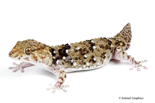 picture of Bibrons Gecko Med                                                                                    Pachydactylus bibroni
