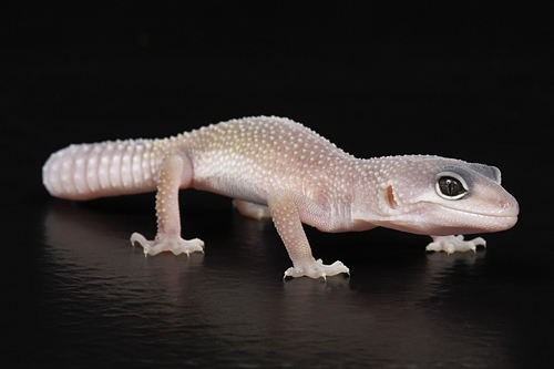 picture of Blizzard Leopard Gecko Sml                                                                           Eublepharis macularius