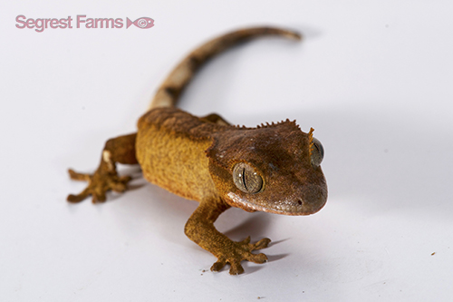 picture of Crested Gecko Med                                                                                    Correlophus ciliatus