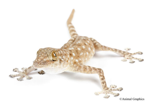 picture of Fan Footed Gecko Med                                                                                 Ptyodactylus hasselquistii