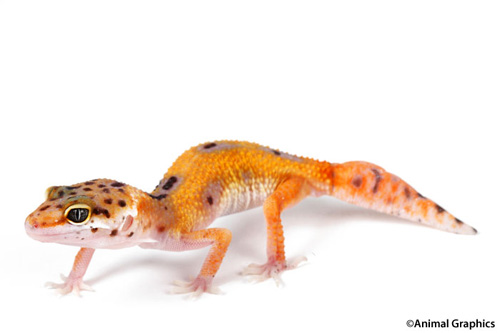 picture of High Color Leopard Gecko Med                                                                         Eublepharis macularius