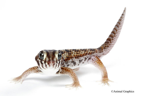 picture of Tibetan Frog-Eye Gecko Sml                                                                           Teratoscincus roborowskii