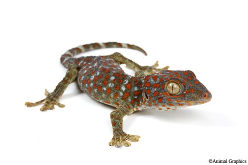 picture of Tokay Gecko Med                                                                                      Gekko gecko