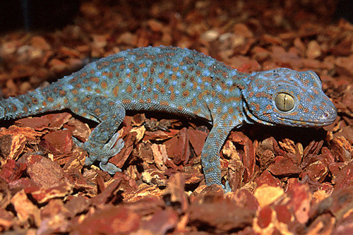 picture of Tokay Gecko Lrg                                                                                      Gekko gecko