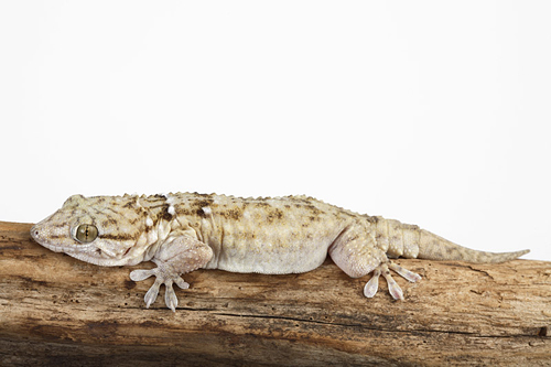 picture of White Spotted Gecko Med                                                                              Tarentola annularis
