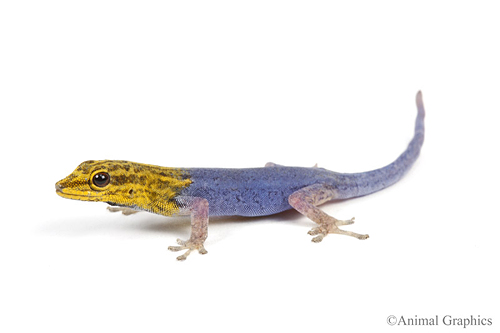 picture of Yellow Headed Gecko Med                                                                              Lygodactylus luteopicturatus