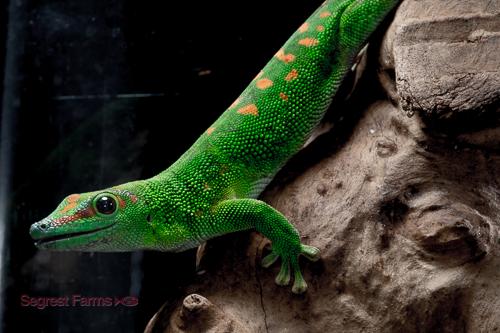 picture of Giant Day Gecko Sml                                                                                  Phelsuma madagascariensis grandis