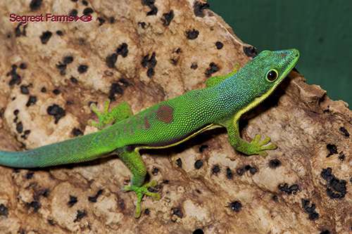 picture of Lined Day Gecko Sml                                                                                  Phelsuma lineata
