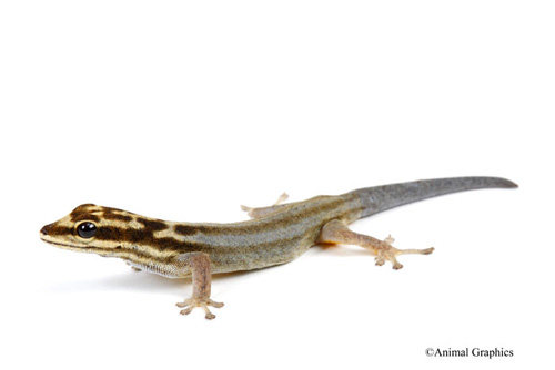 picture of Cape Dwarf Gecko Sml                                                                                 Lygodactylus capensis