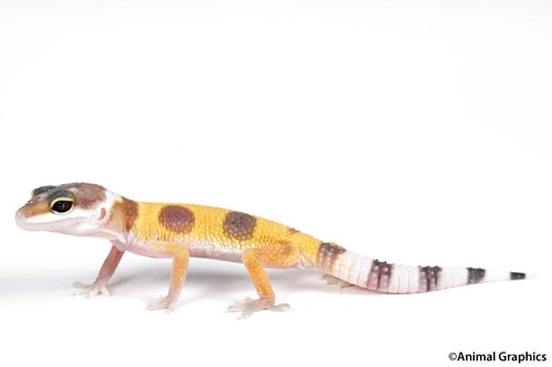picture of Pinstripe Leopard Gecko B Grade Sml                                                                  Eublepharis macularius