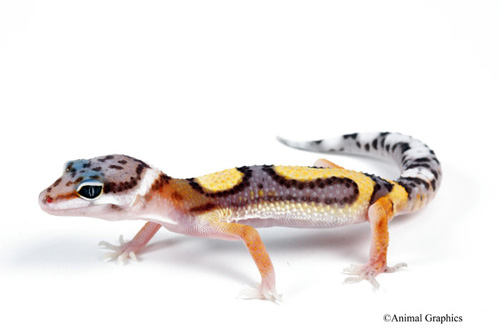 picture of Pinstripe Leopard Gecko Sml                                                                          Eublepharis macularius