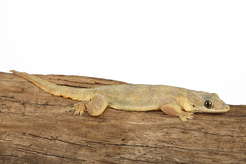 picture of House Gecko B Grade Sml                                                                              Hemidactylus frenatus